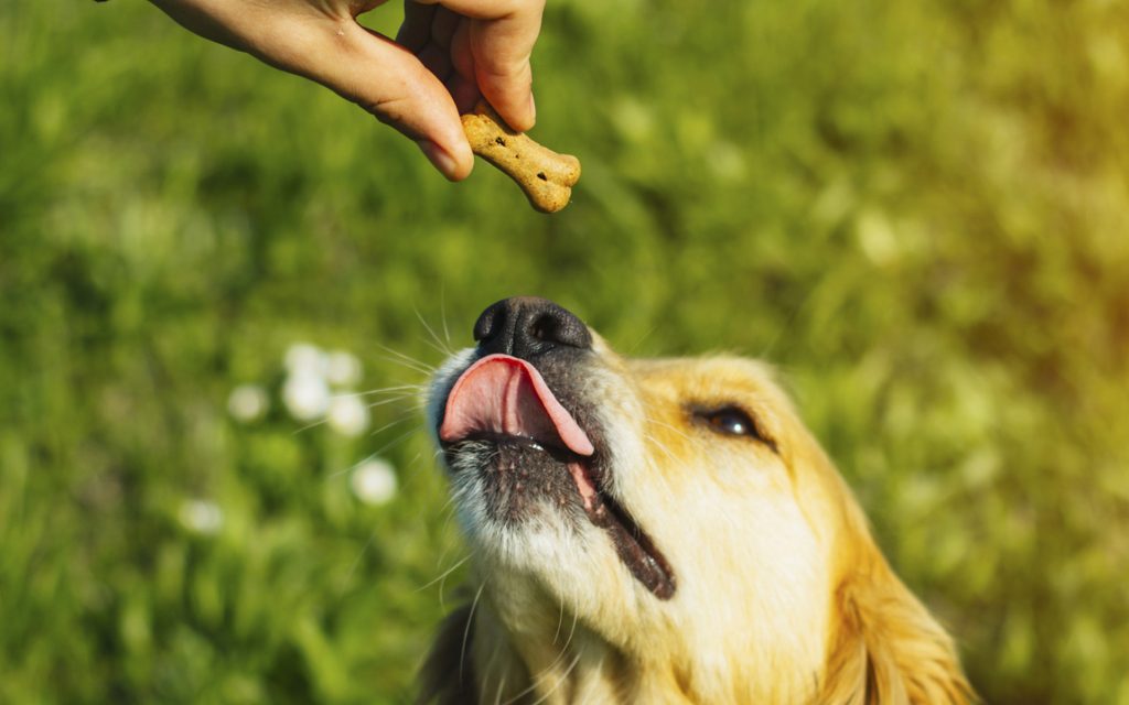 Some Of the best CBD dog treats