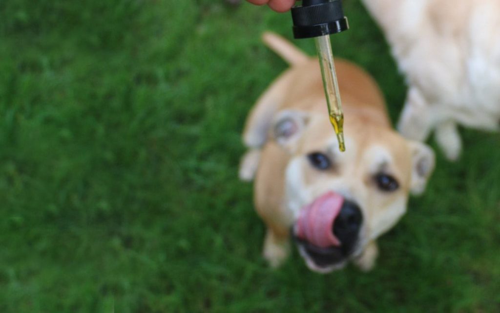 Are Cbd Treats For Dogs Safe?